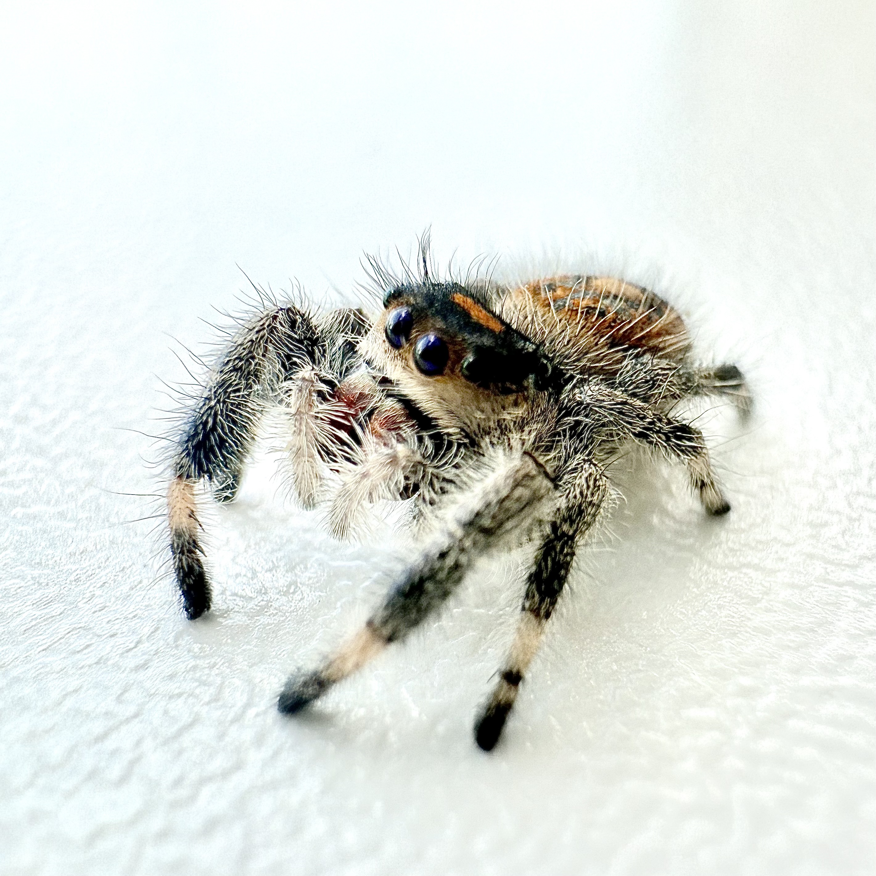 Paige: Juvenile i5-i8