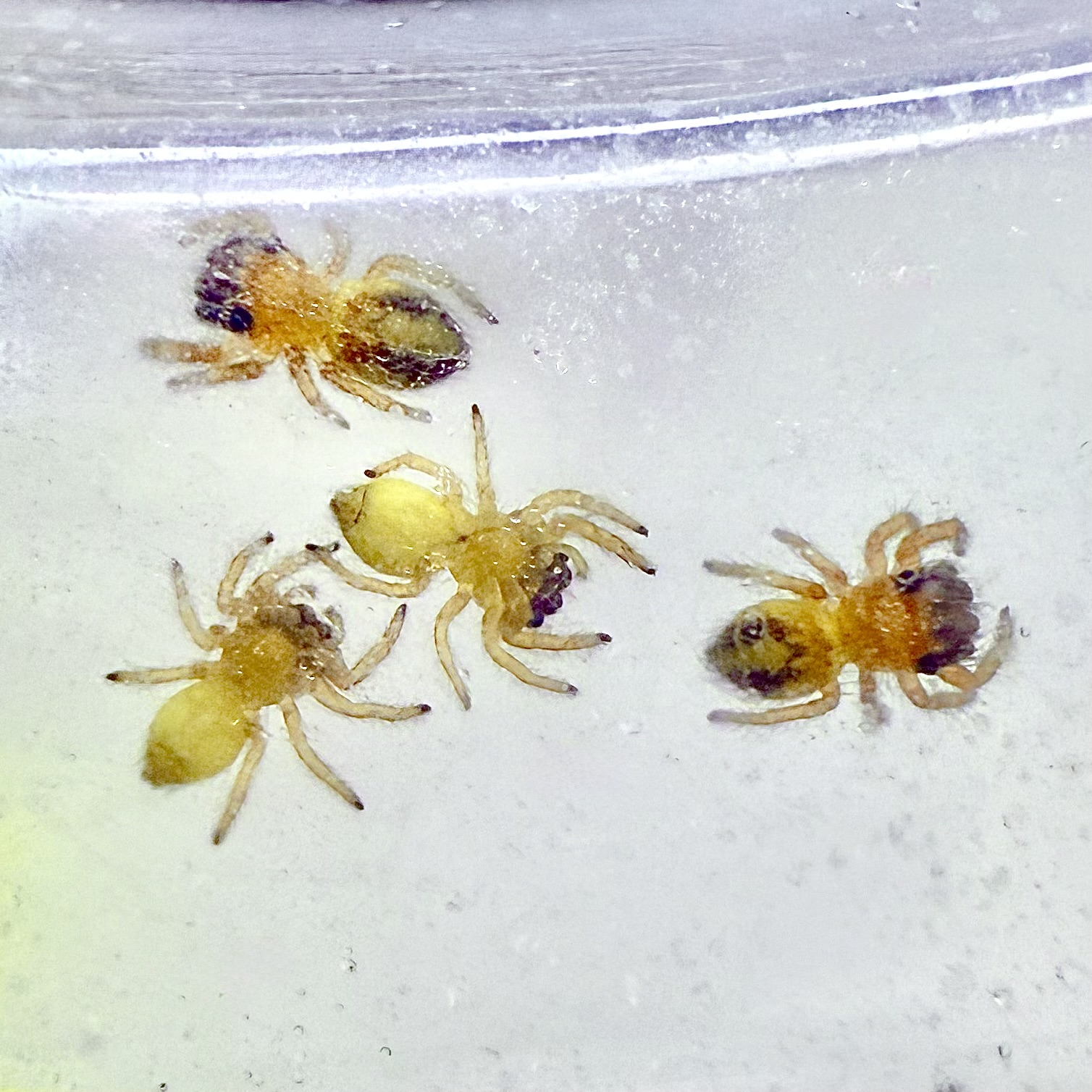 Phidippus Pius: Juvenile i5-i6