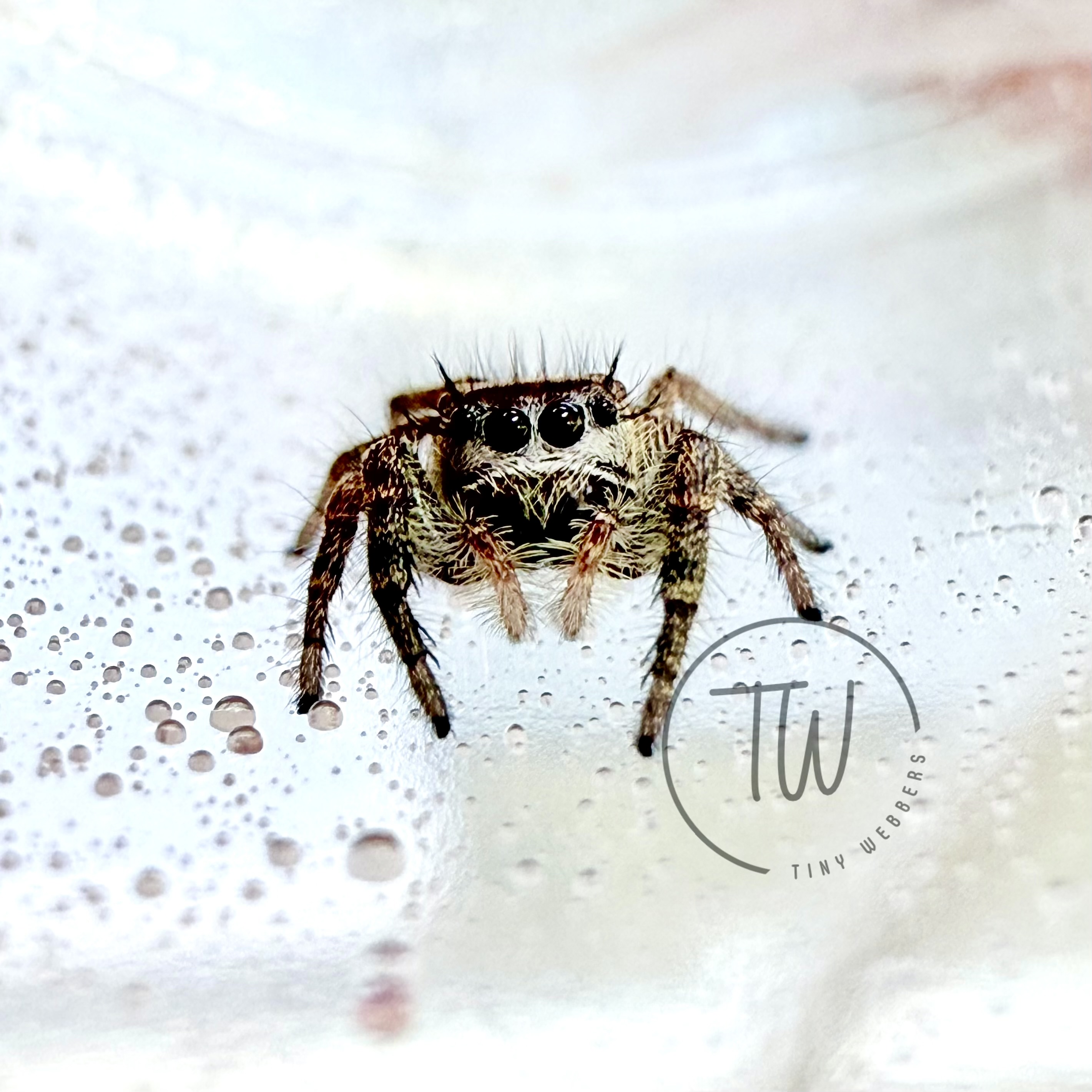 Tabby: Juvenile i5–i7