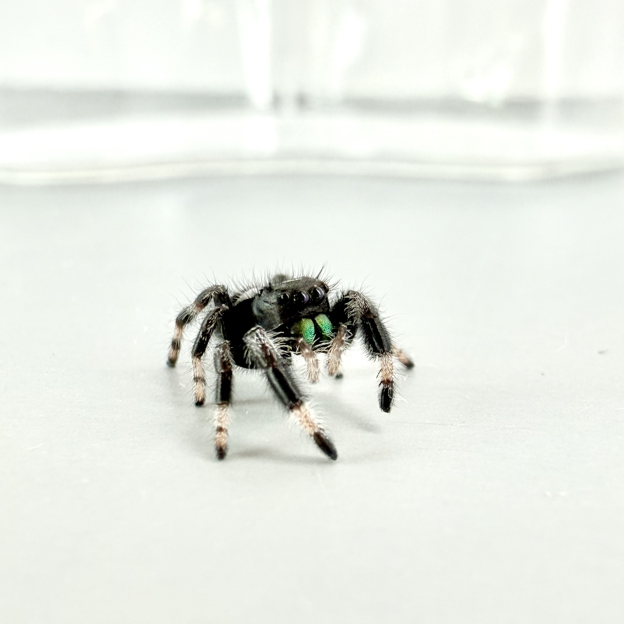 Bonus Buddy - Regius Male
