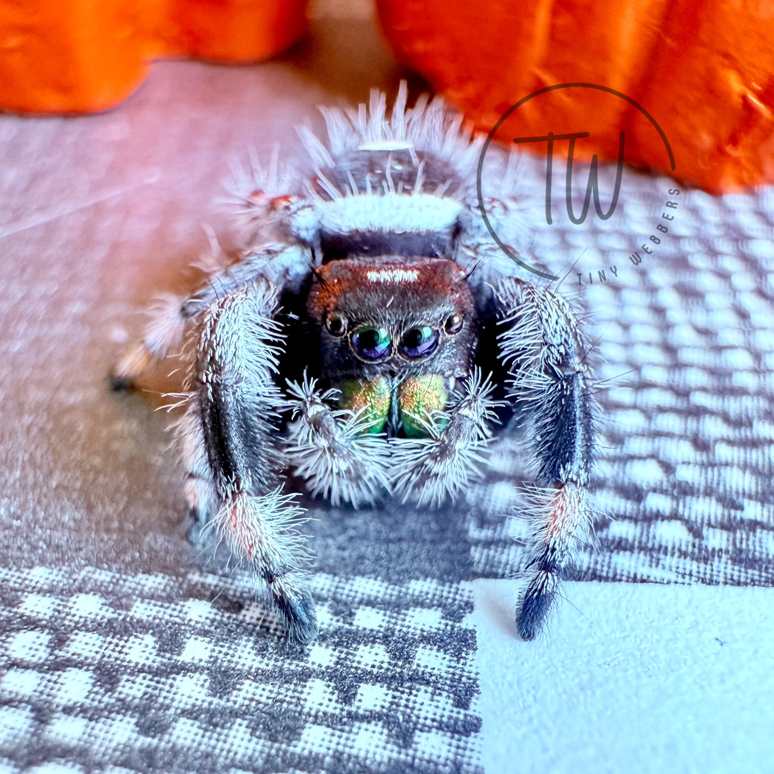 Gus