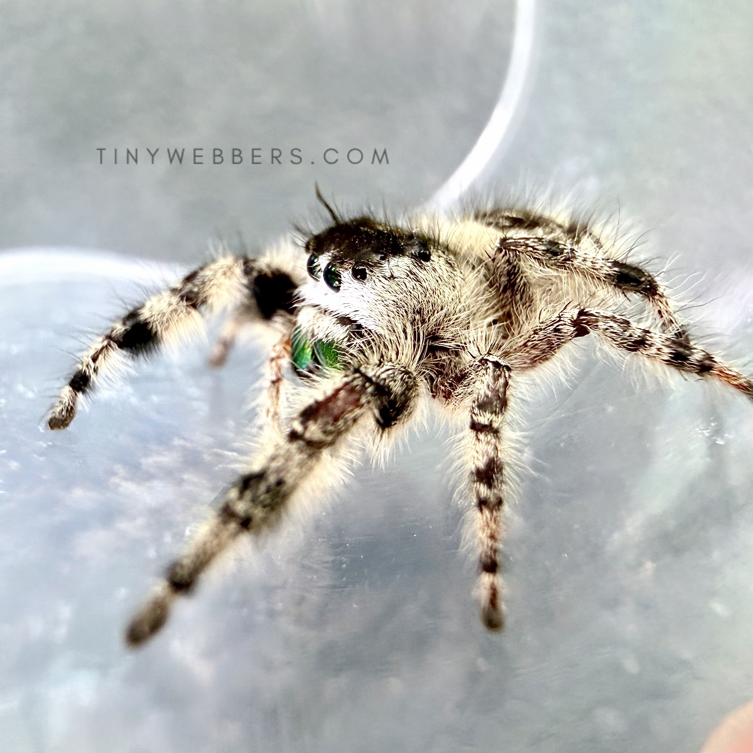 Northern White Otiosus - Juvenile