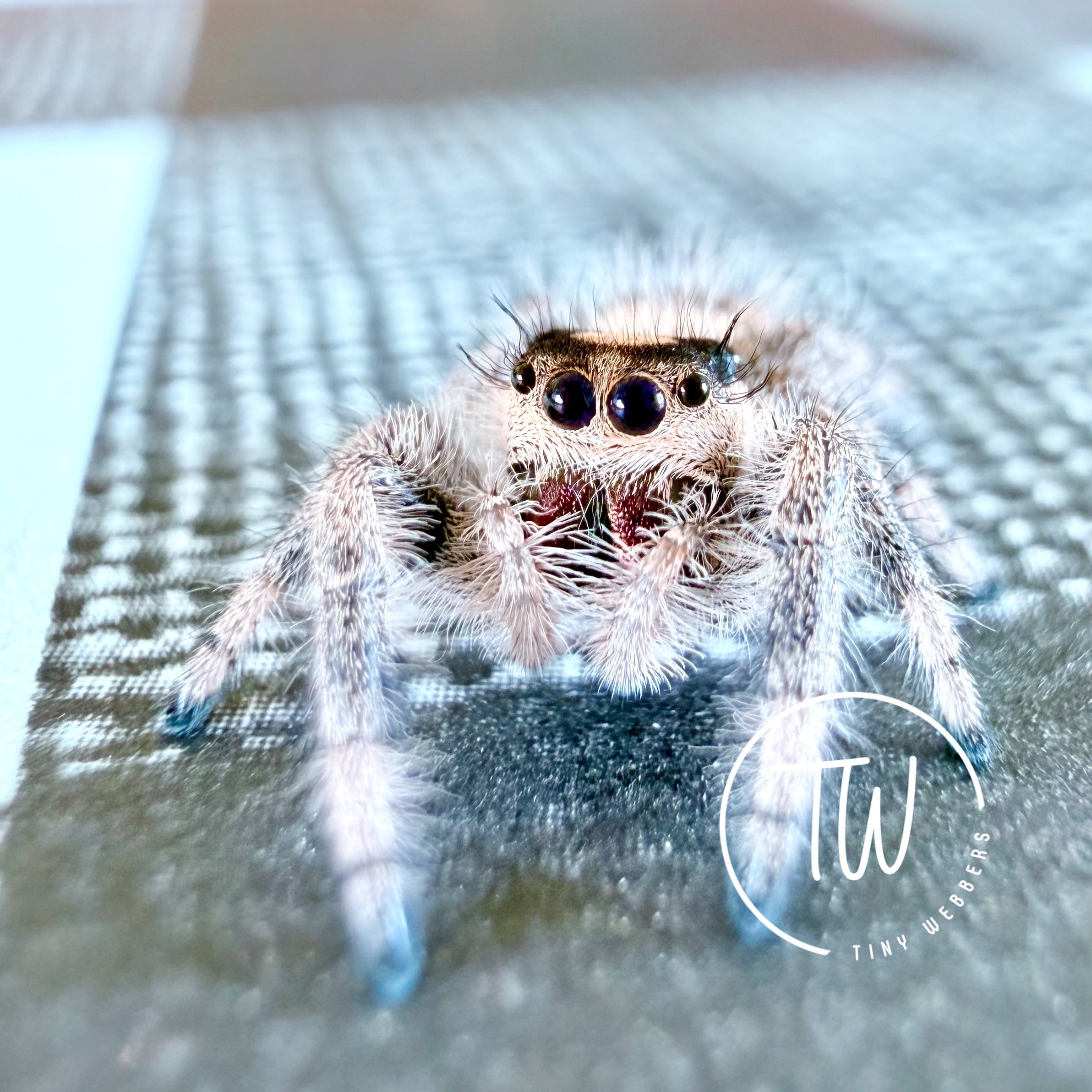 Fifi
