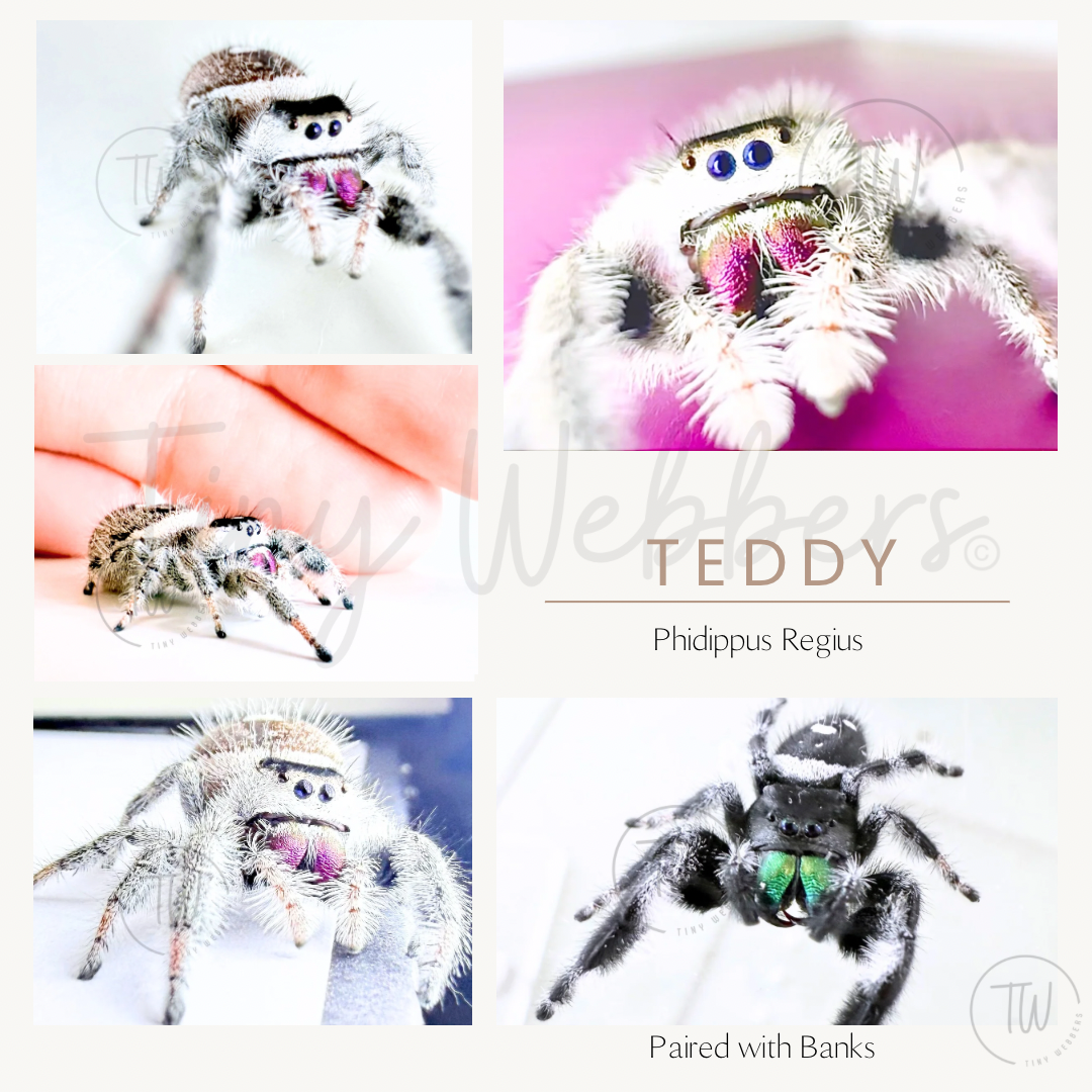 Teddy: Juvenile i5-i8