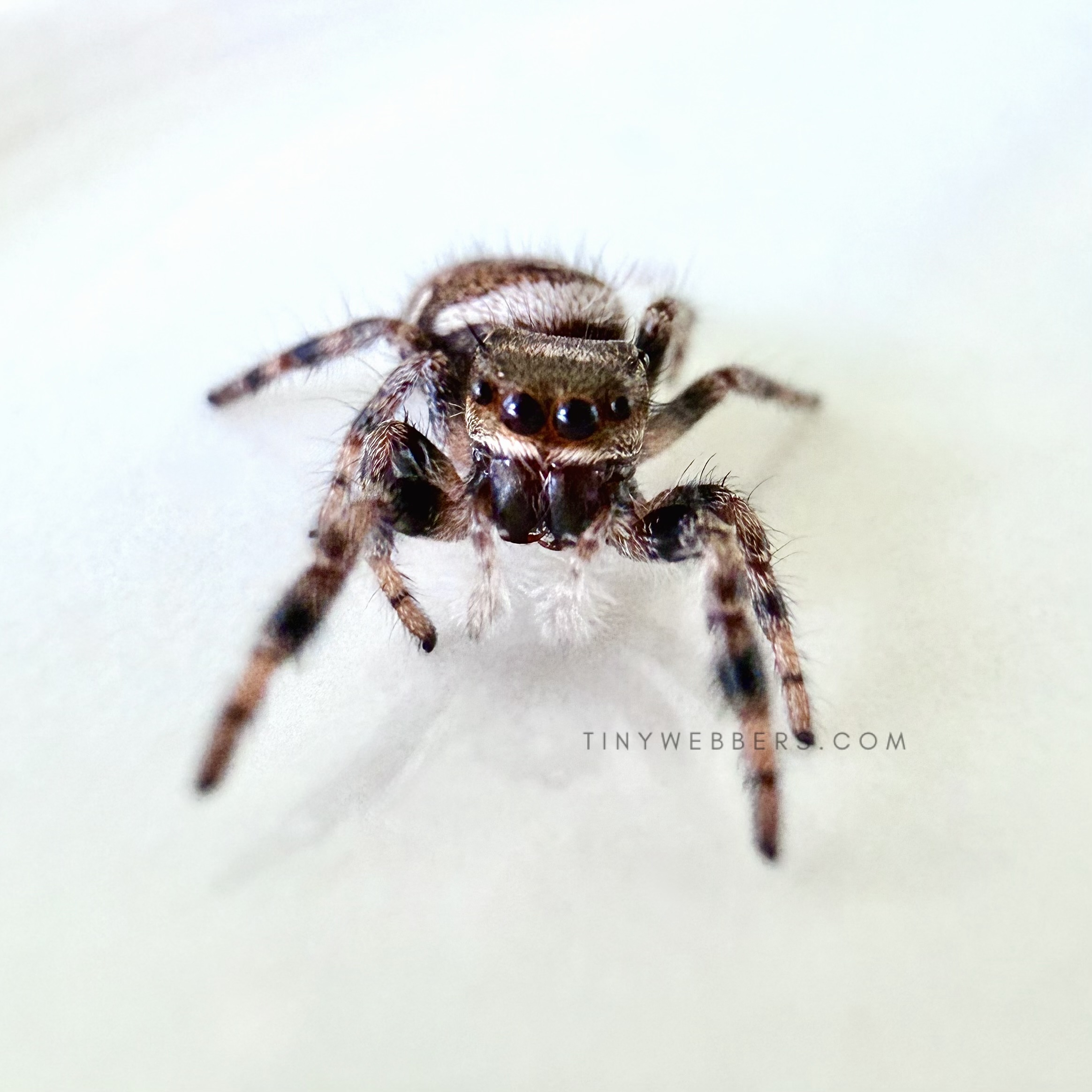 Hybrid: Regius/Otiosus