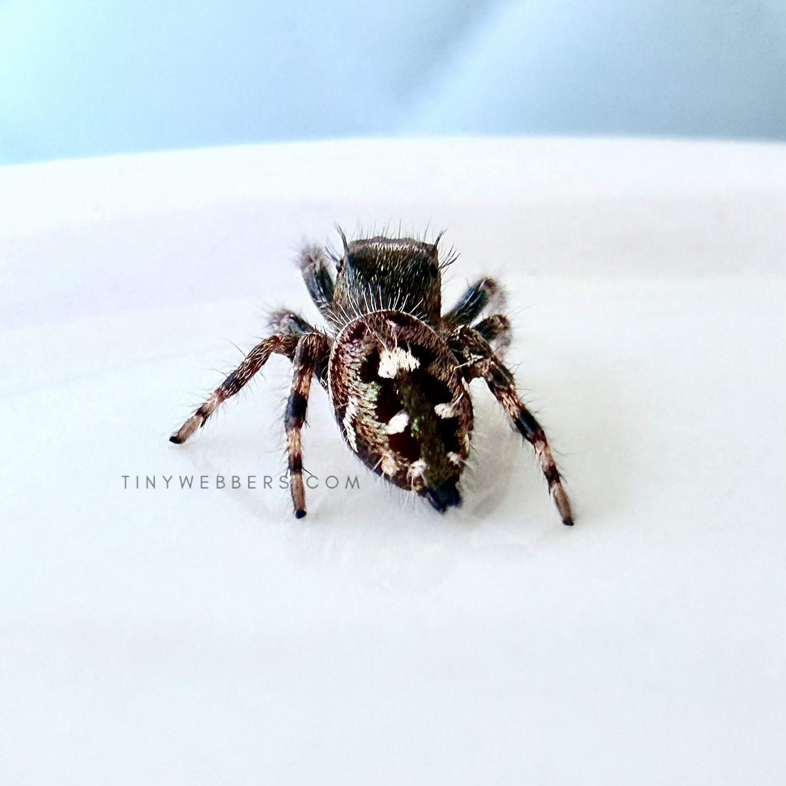 Hybrid: Regius/Otiosus