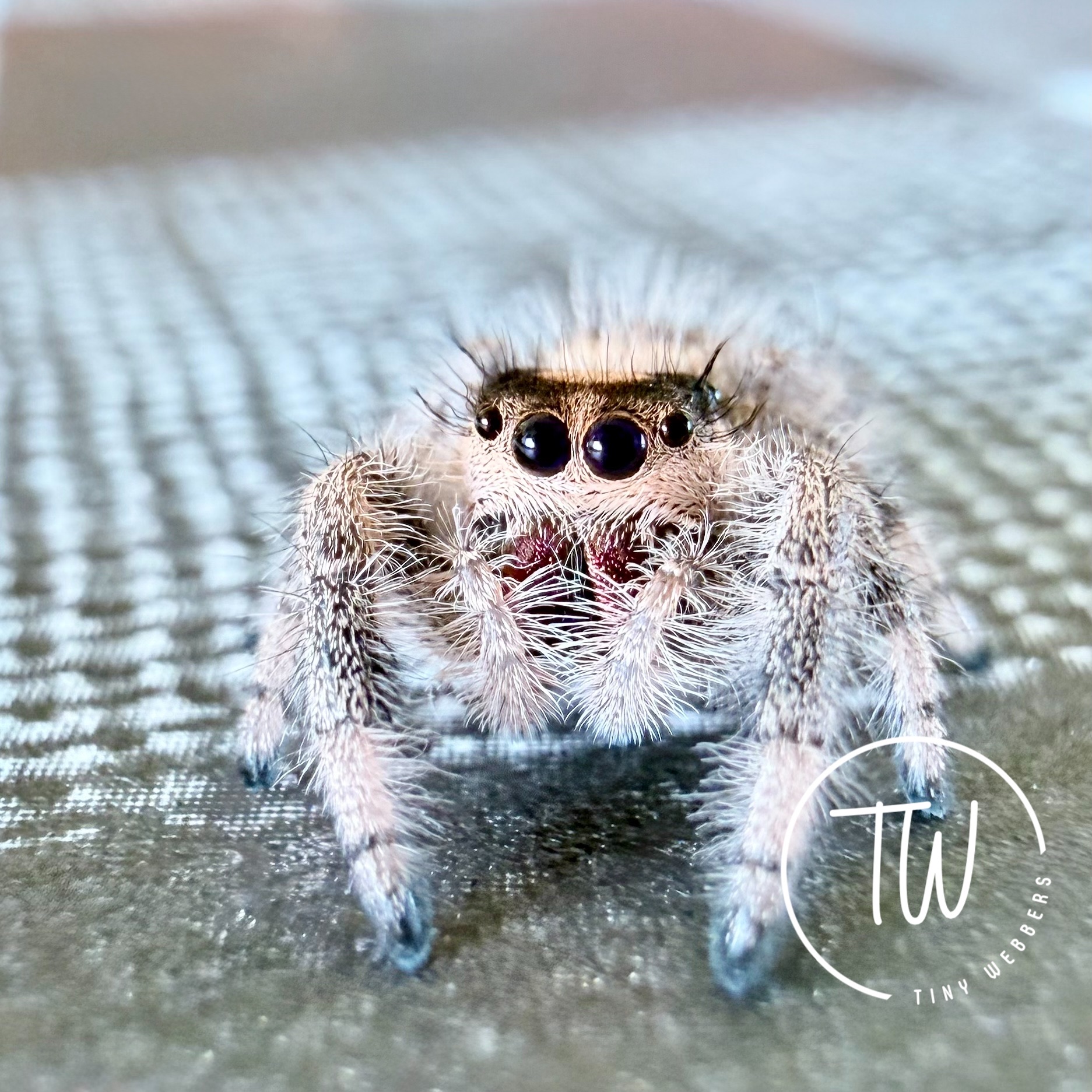 Fifi