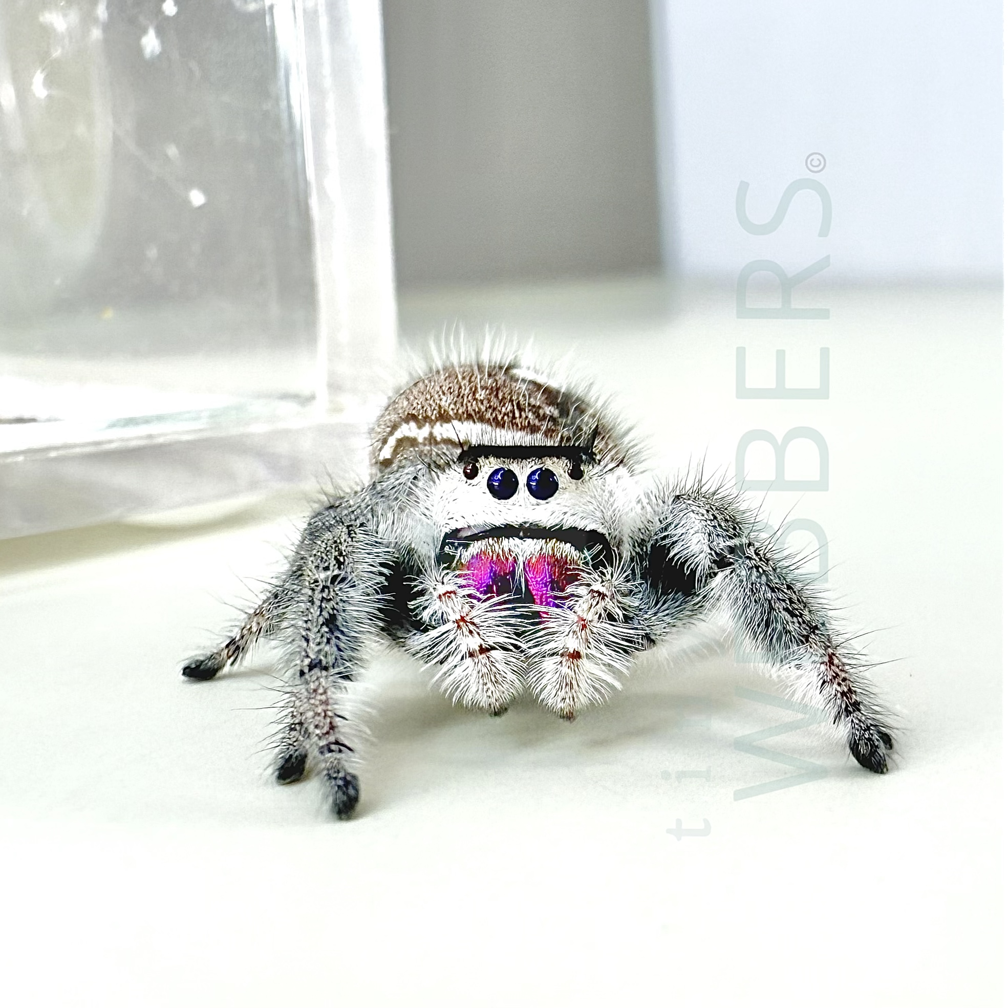 Teddy: Juvenile i5-i8