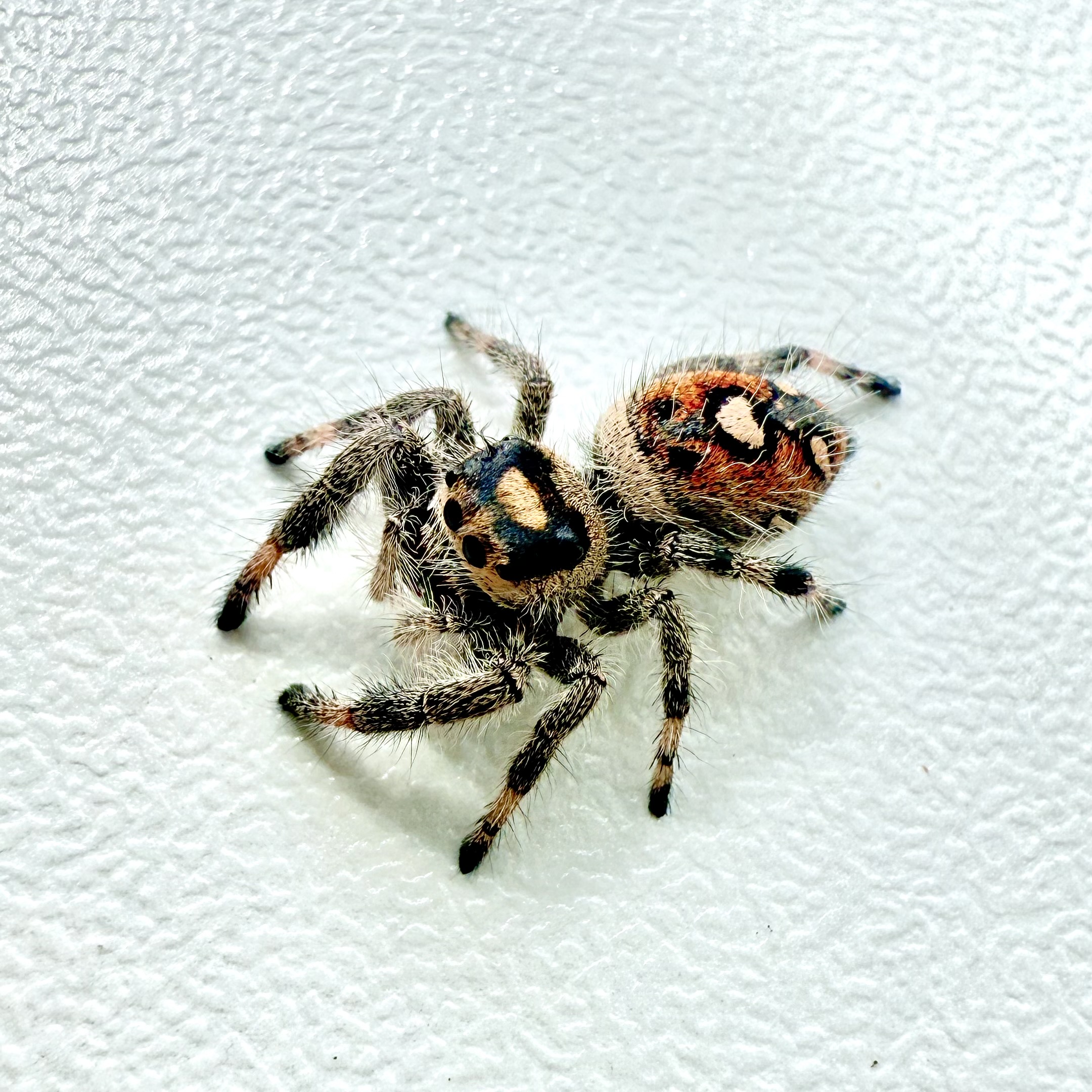 Gracie