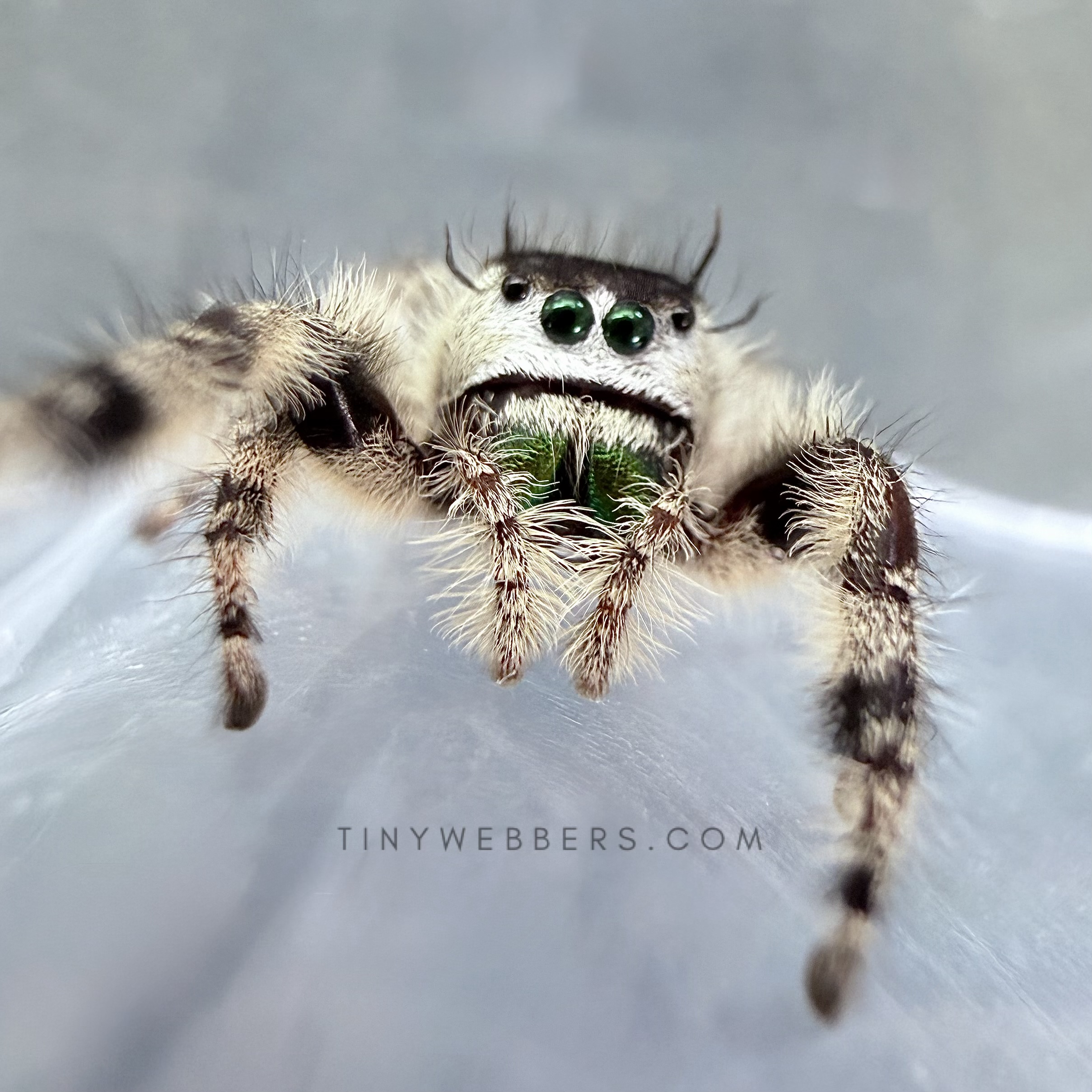 Canopy Companion (Otiosus add-on)
