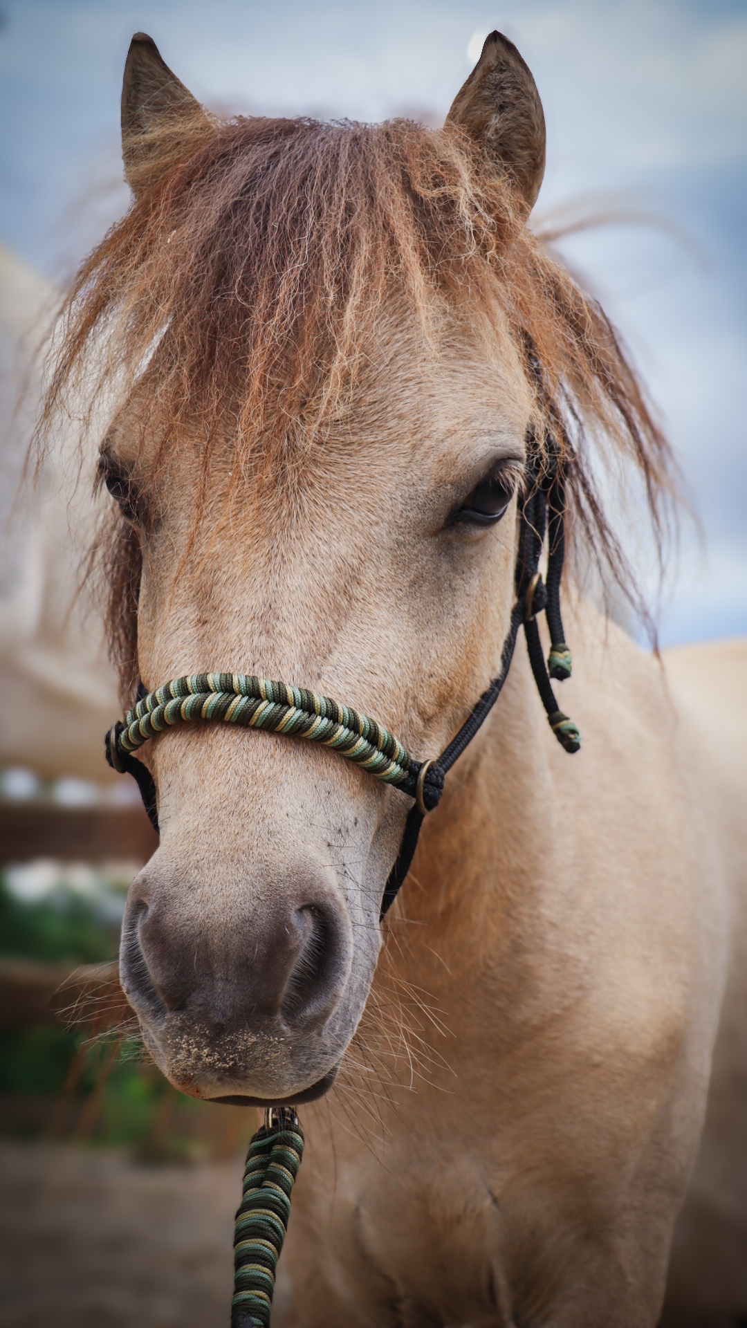 Seilhalfter Black & Oliv