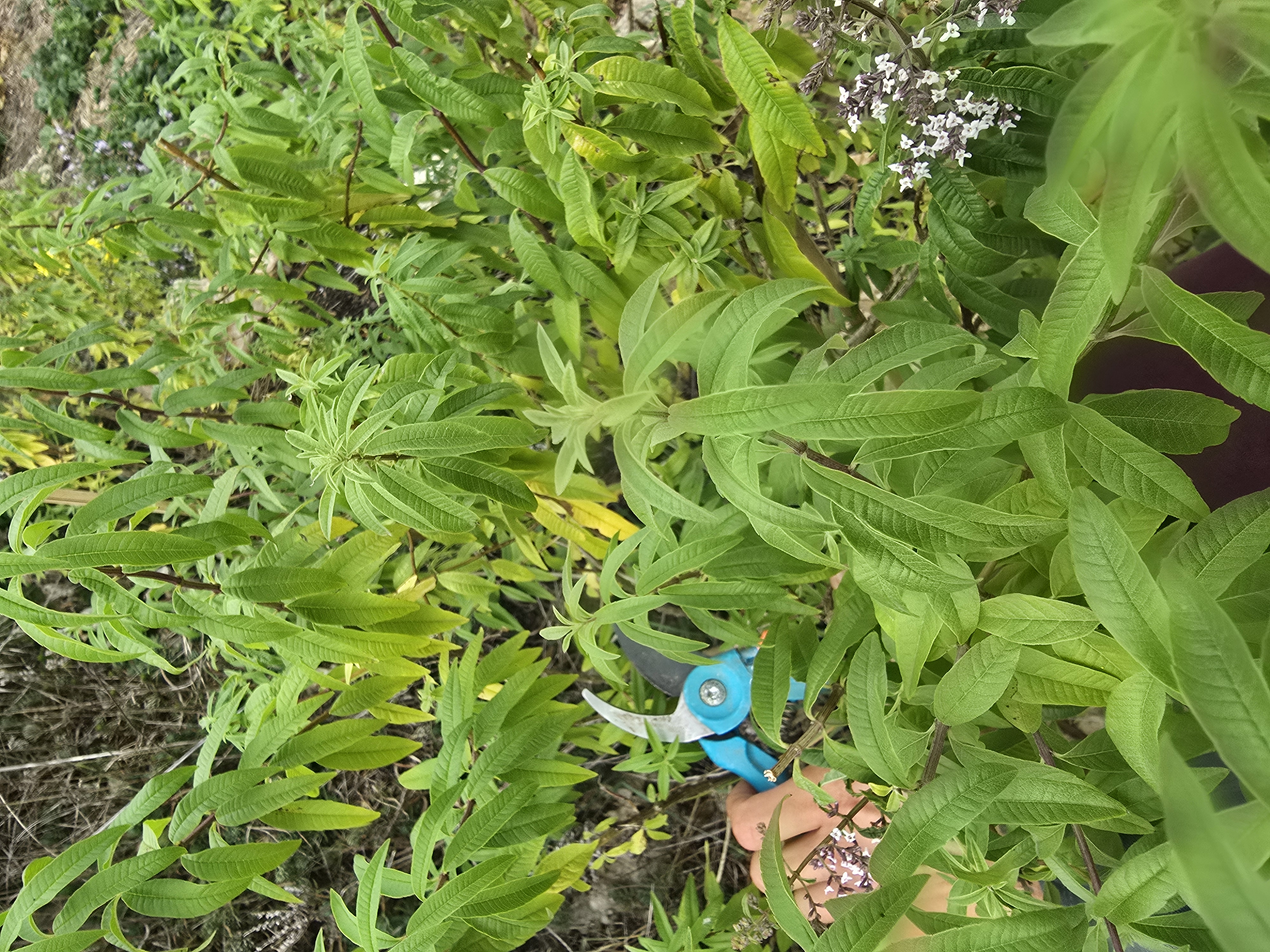 Verveine Citronée - Sachet de 20g