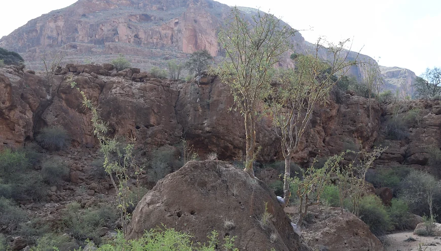 Boswellia Frereana – The King of Frankincense