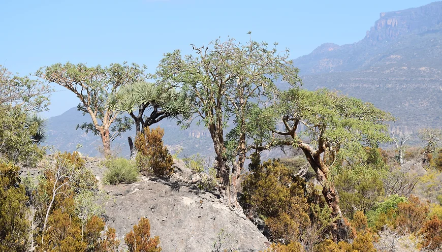 Boswellia Carteri – The Essence of Serenity