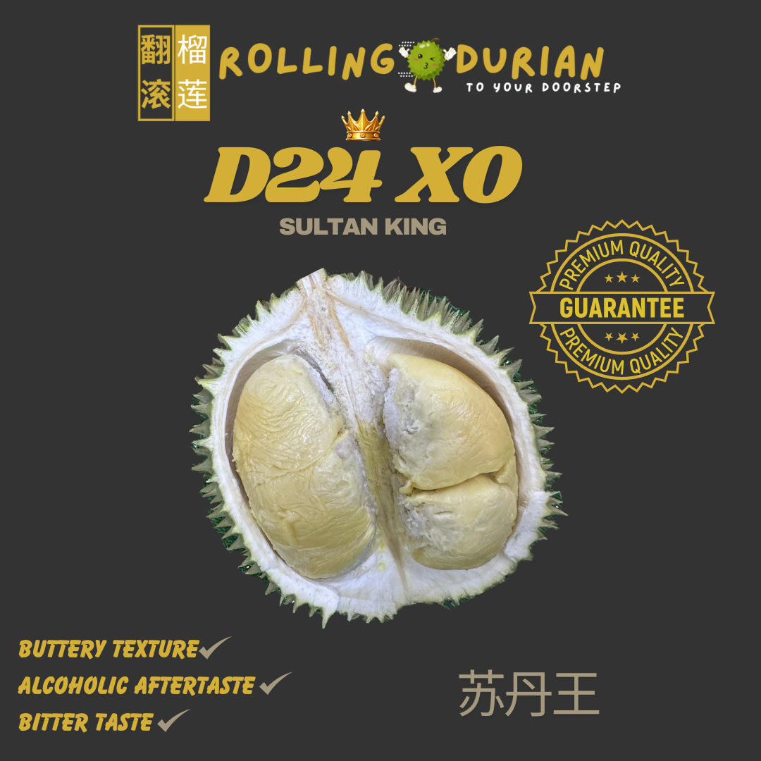 XO Sultan King D24