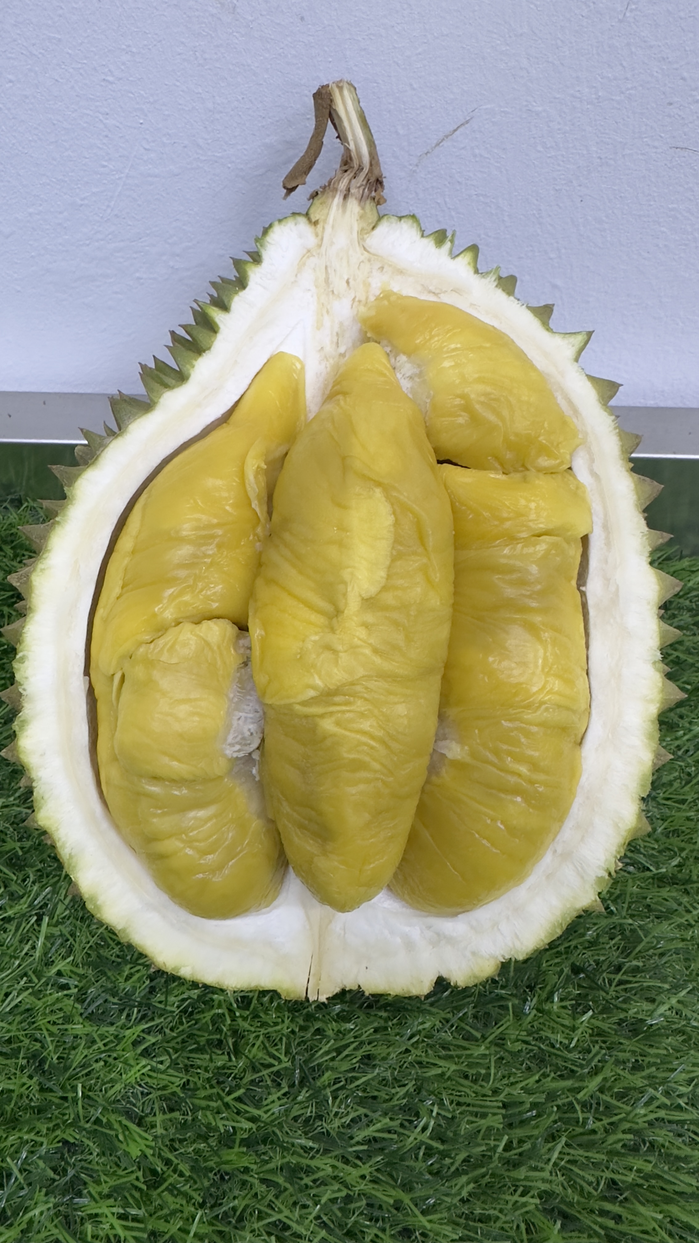 Black Gold / Old Tree Mao Shan Wang D197