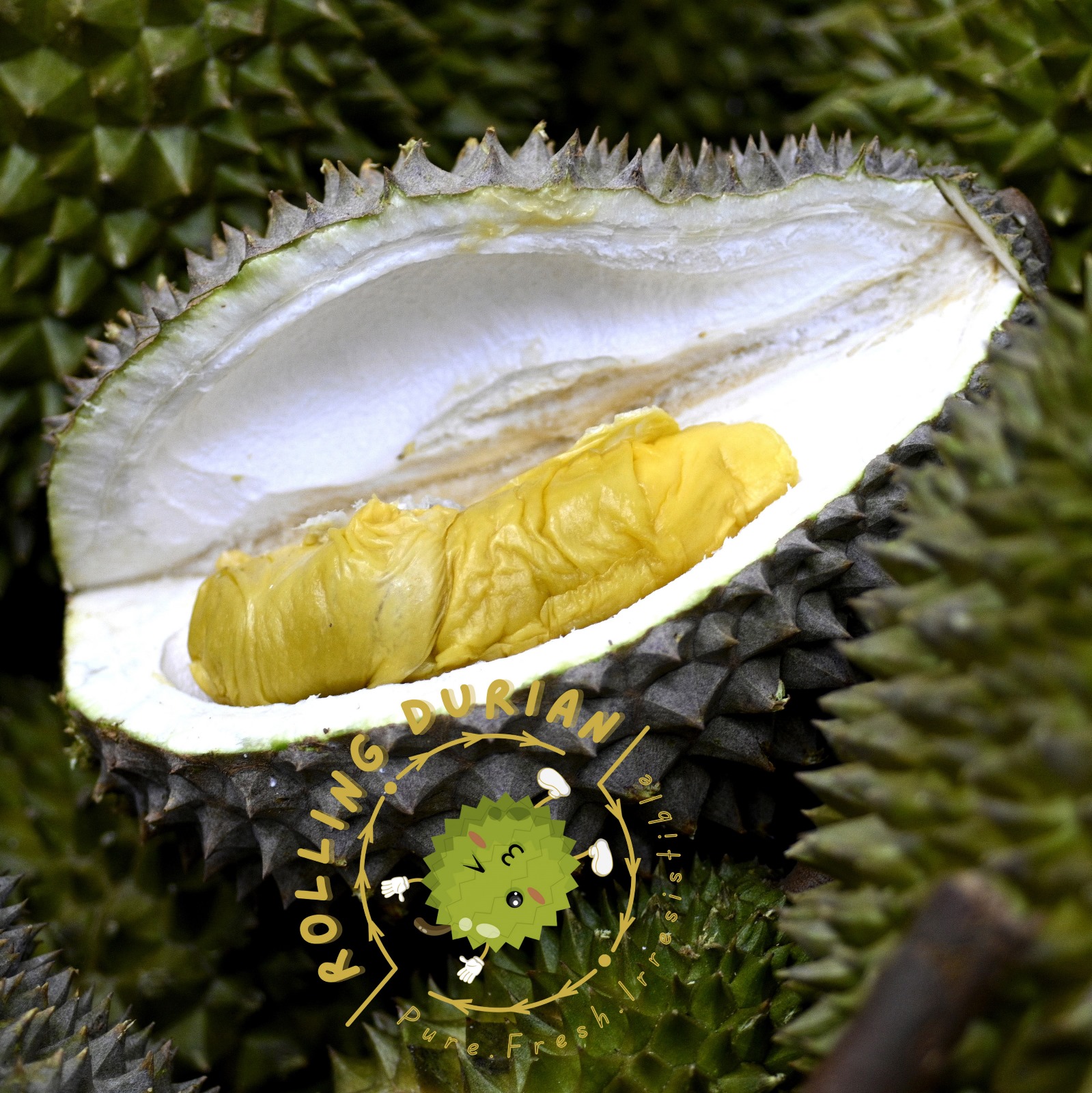 Black Gold / Old Tree Mao Shan Wang D197