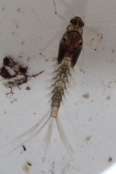Baetis nymphe taille