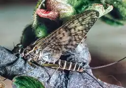 Rhithrogena