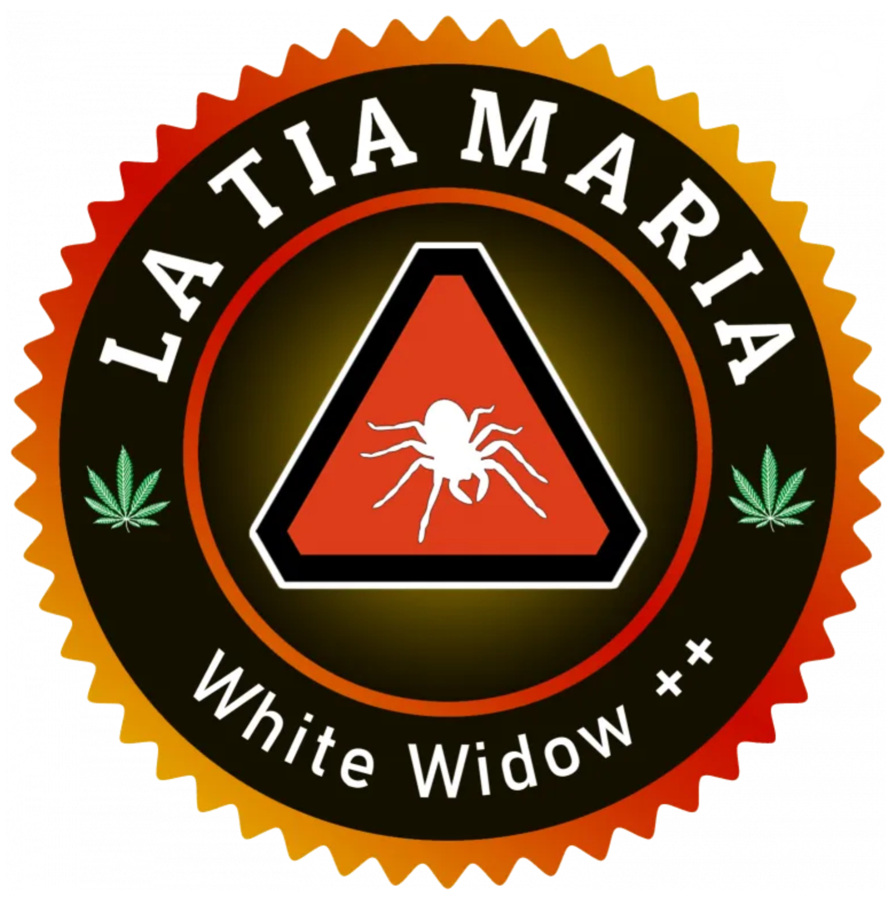 WHITE WIDOW ++