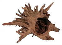 Corbo root