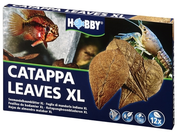 Catappa leaves - XL