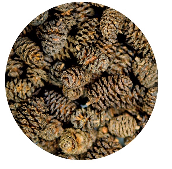 Alder cones