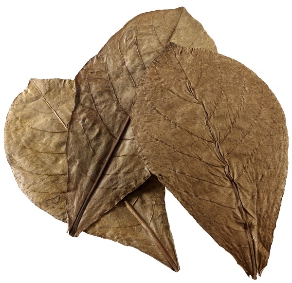 Catappa leaves - Nano