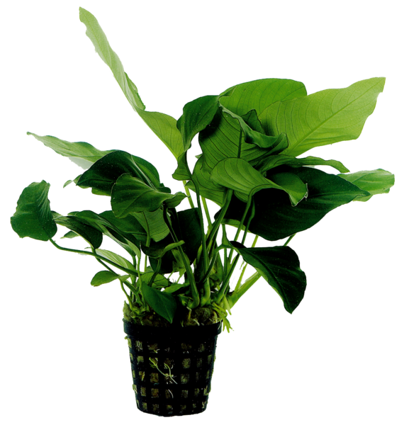 Anubias barteri var. nana