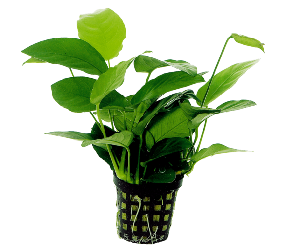 Anubias nana