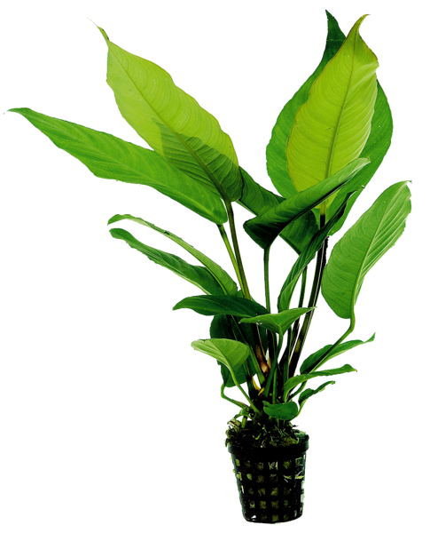 Anubias heterophylla