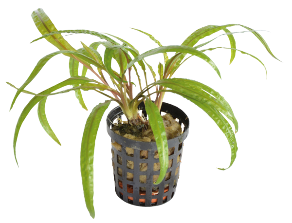 Cryptocoryne balansae