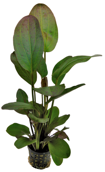 Echinodorus ozelot rood