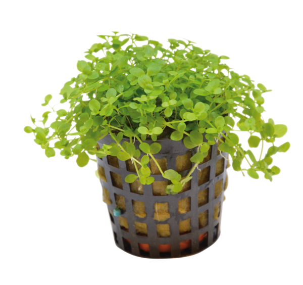 Micranthemum monte carlo 