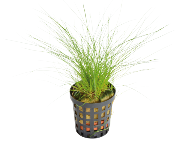 Eleocharis acicularis