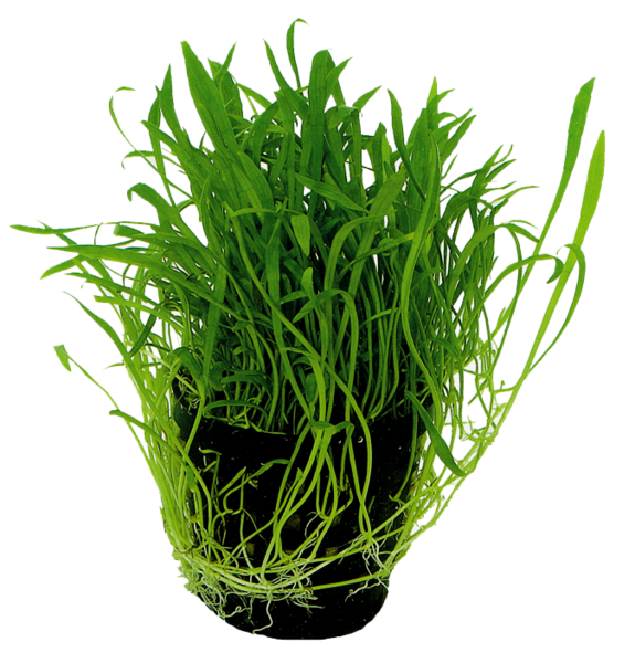 Lilaeopsis novea-zealandia