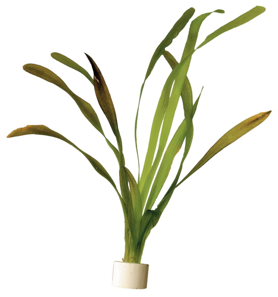 Vallisneria gigantea