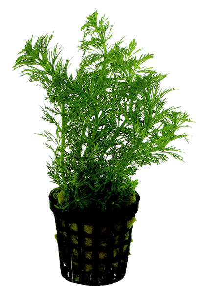 Limnophila heterophylla