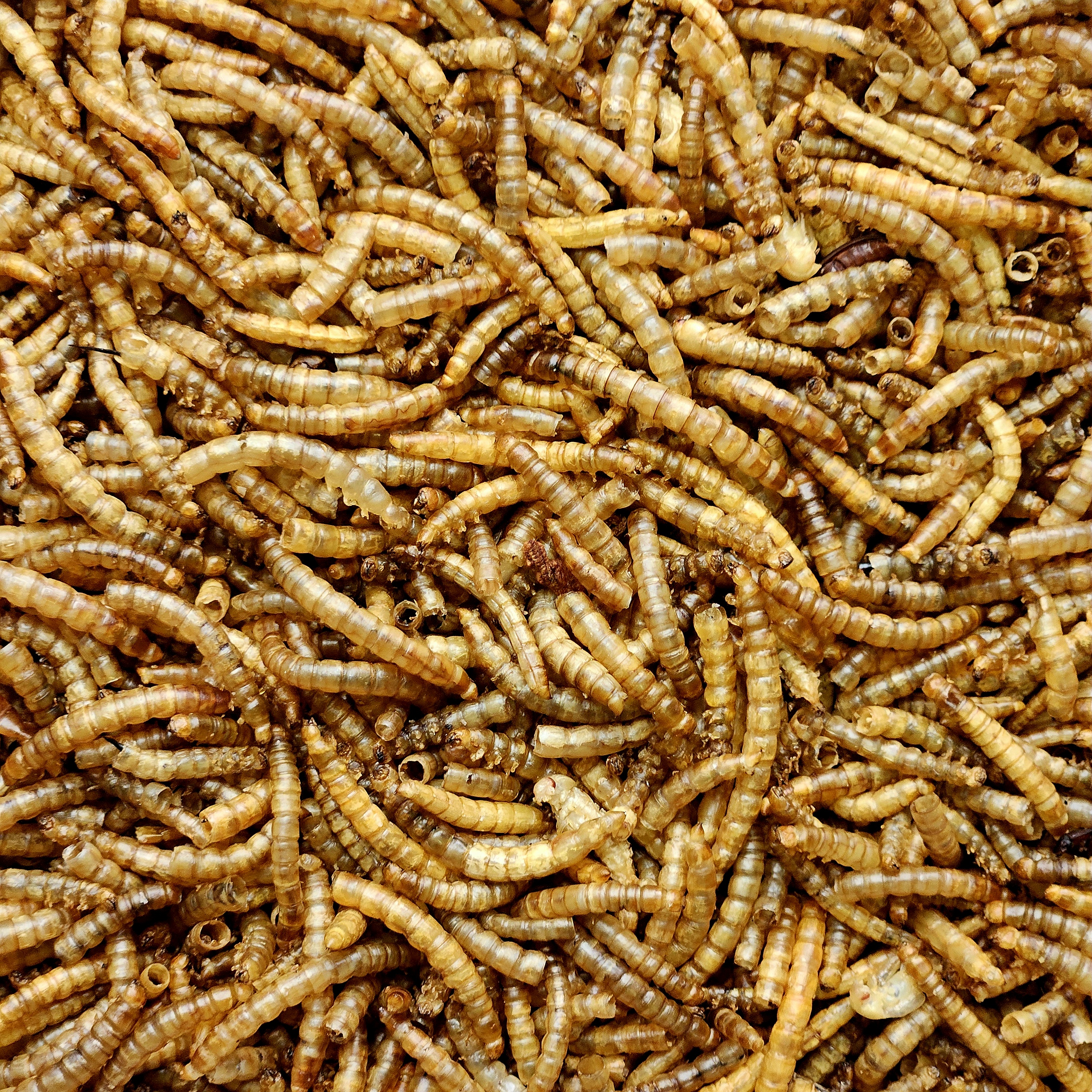 Meelwormen gedroogd
