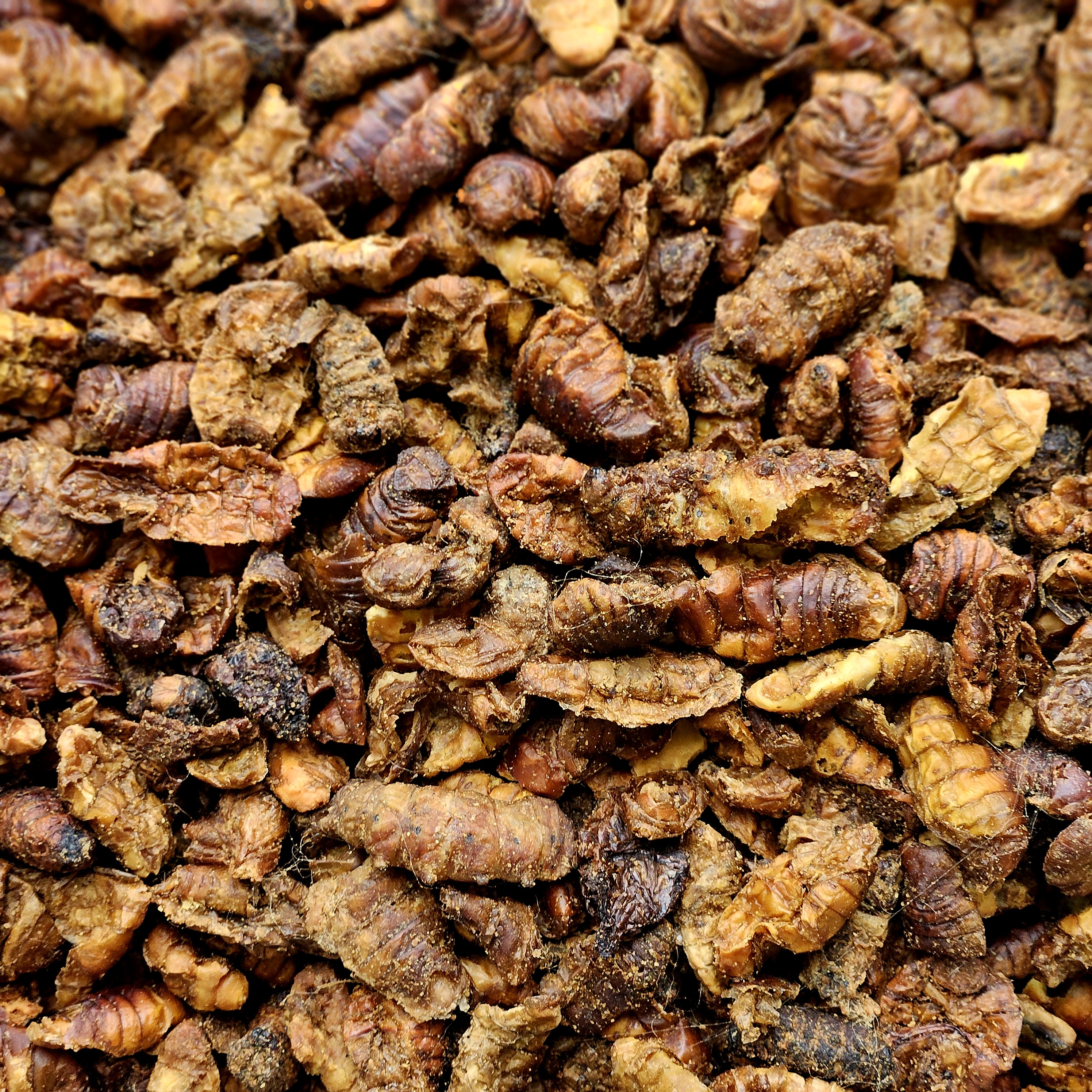 Zijderupsens gedroogd