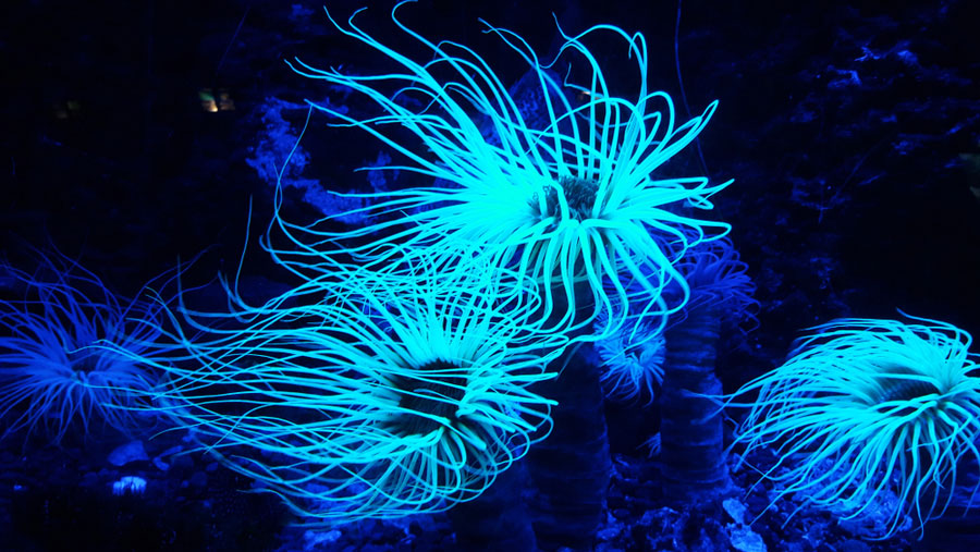 UV Night Dive