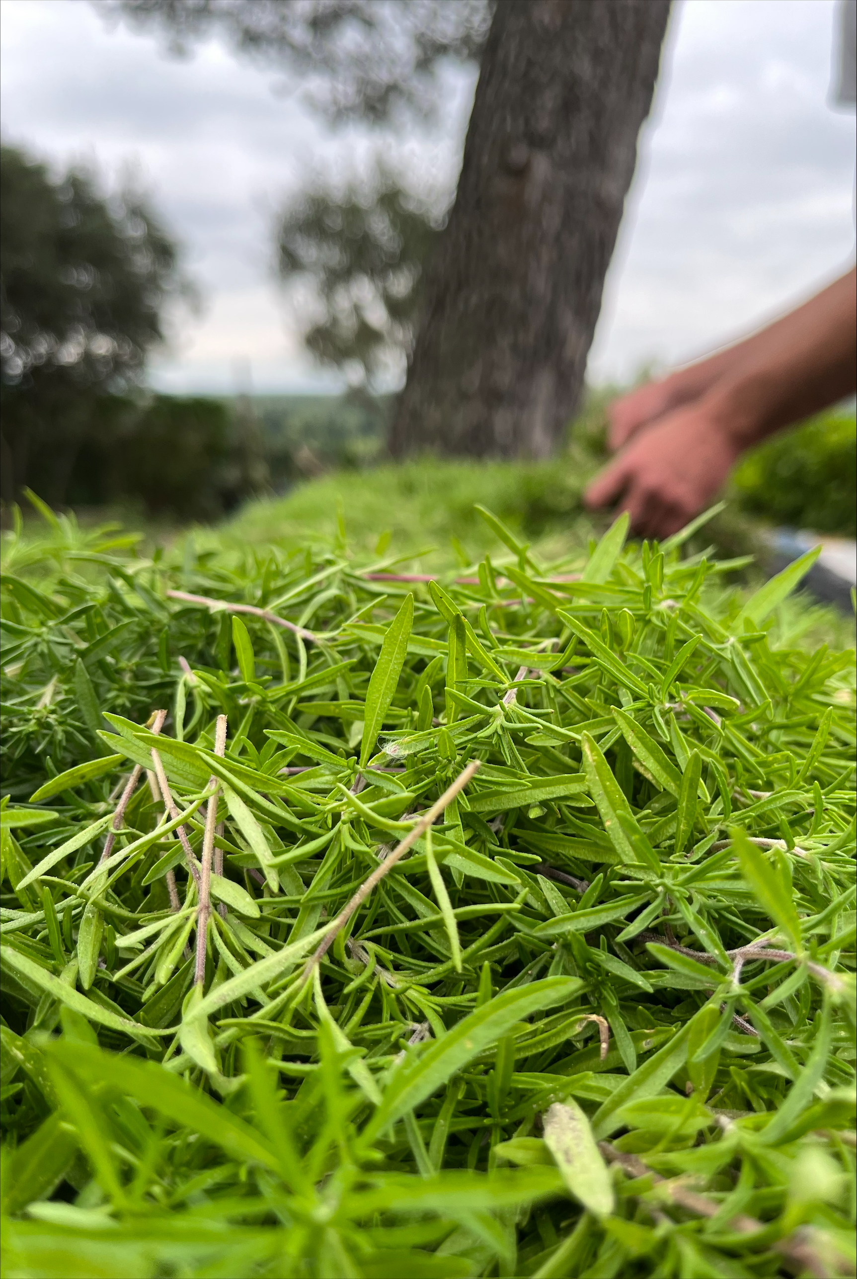 Sarriette de Provence