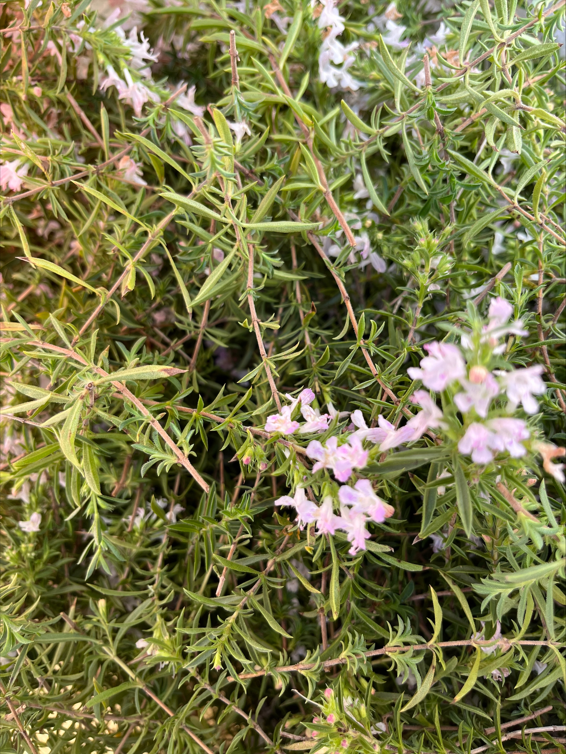 Sarriette des Montagnes