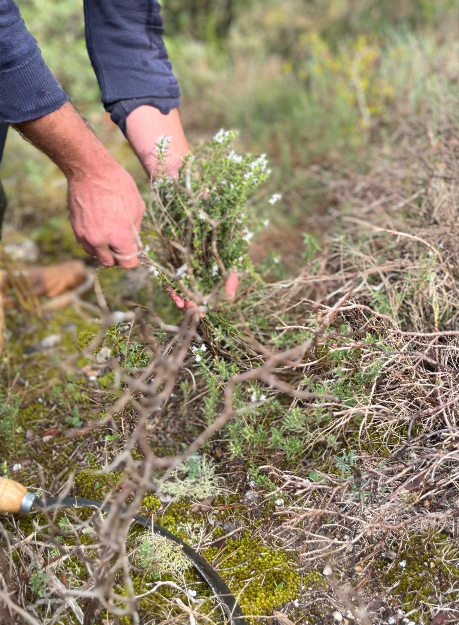 Sarriette des Montagnes