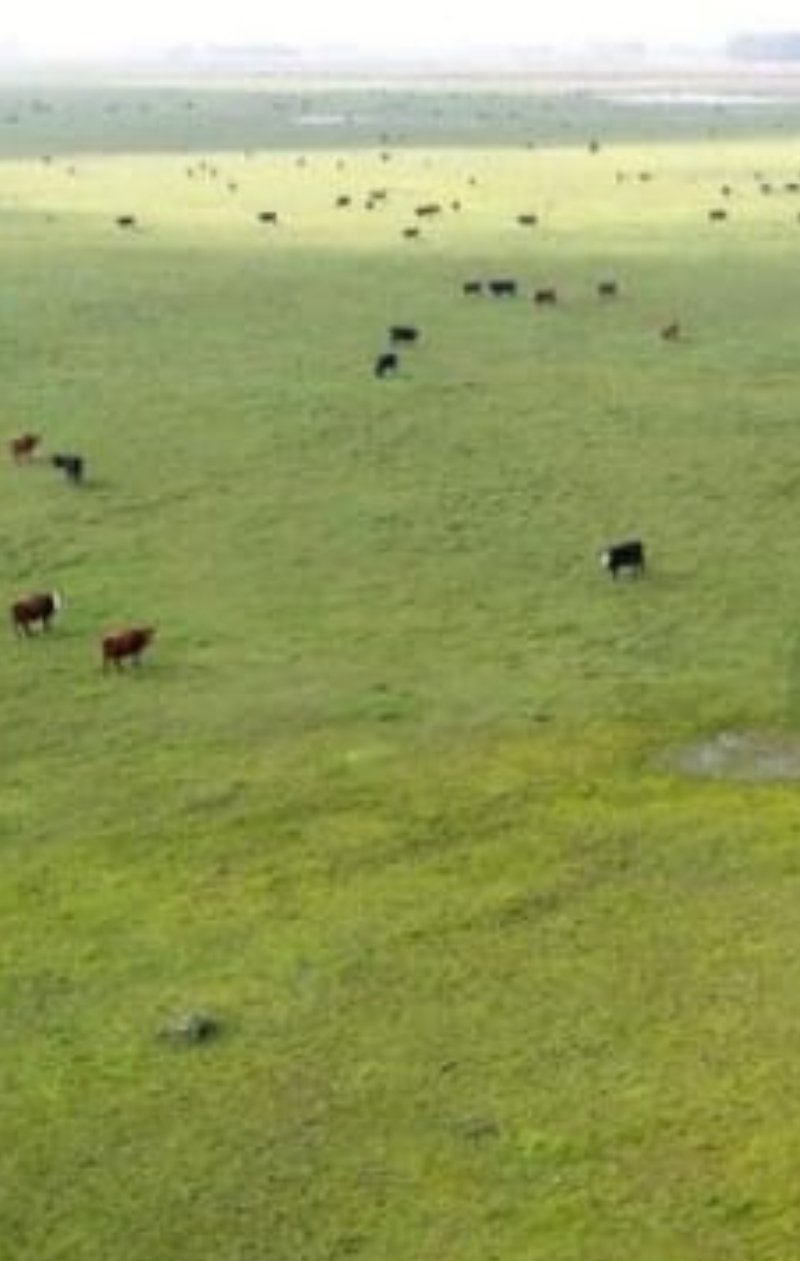 Campo en Azul 809 has