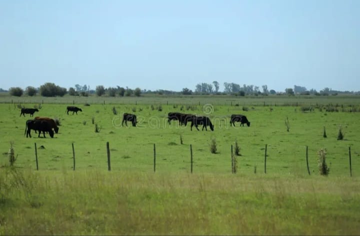 CAMPO EN PILAR 1,4 HAS