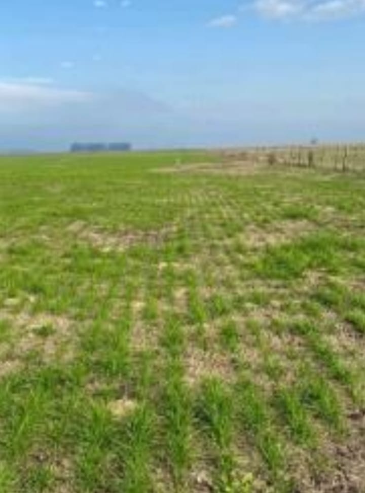 ESTANCIAS LA TORCAZ Y LA GORLESE