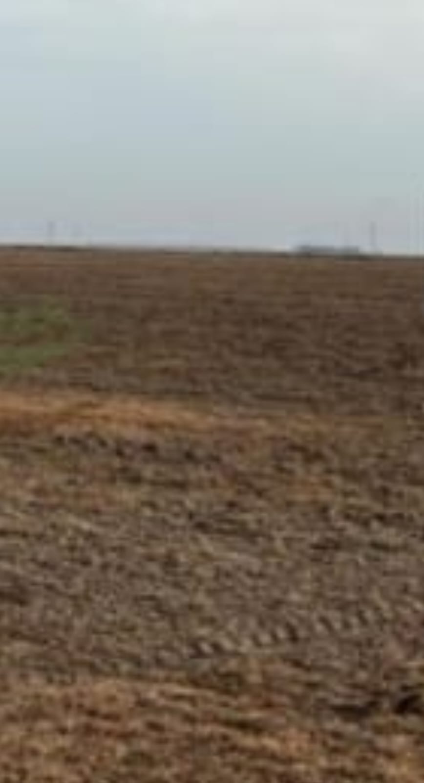 Campo en puán 1240 has