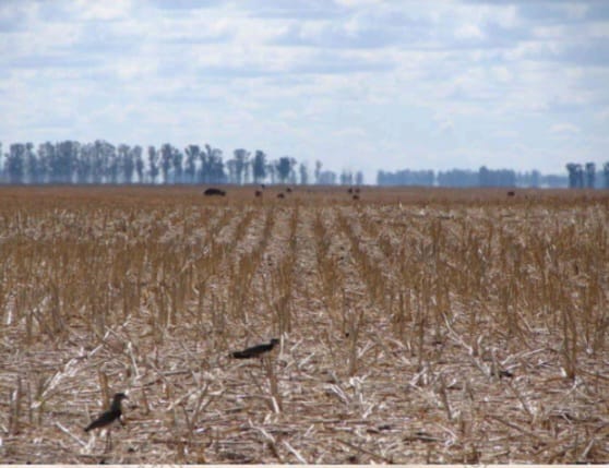 CAMPO EN GENERAL VILLEGAS