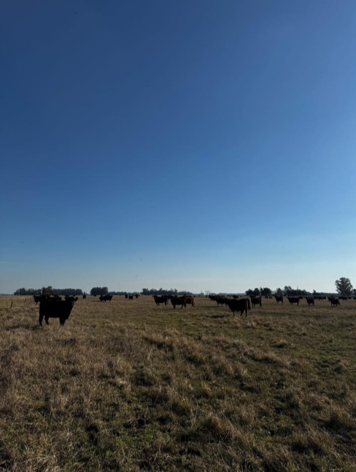 CAMPO NAVARRO/LA CHOZA